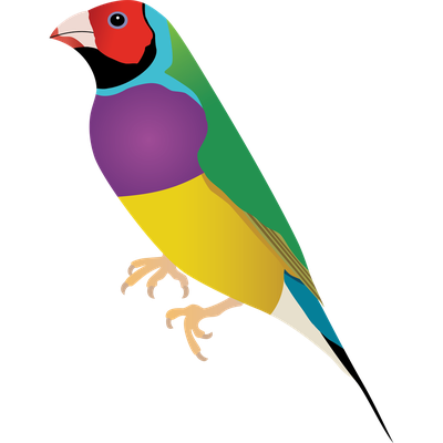 Gouldian Finch