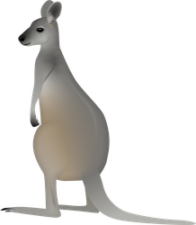 Antilopine Kangaroo