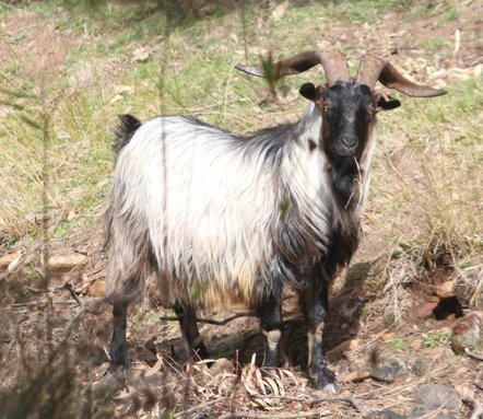 Feral goats