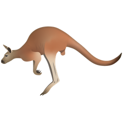 Red Kangaroo