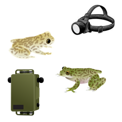 Spotlight & Listen Surveys for Frogs
