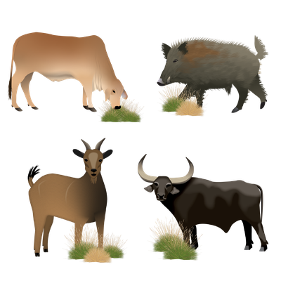 Introduced Herbivores