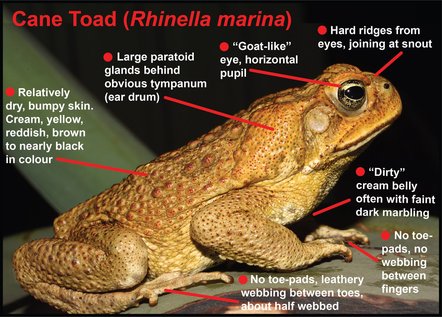 Cane toads