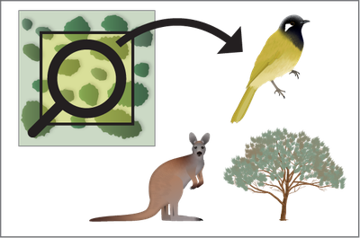 Species explorer
