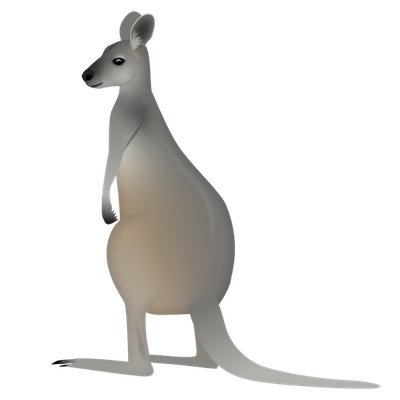 Antilopine Kangaroo