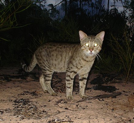 Feral cat