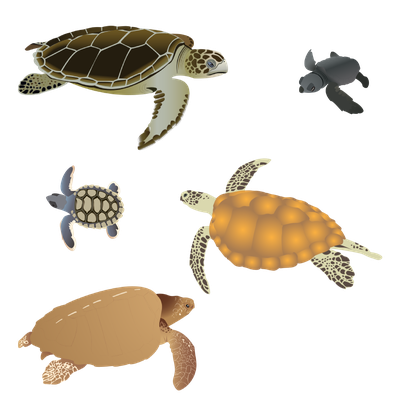Marine Turtles