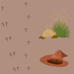 2 Ha Plot: Tracks, Scats, Diggings & Signs Survey