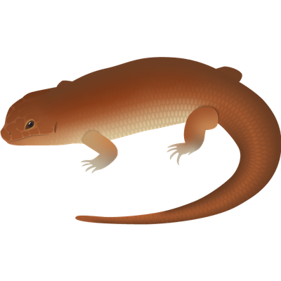Great Desert Skink
