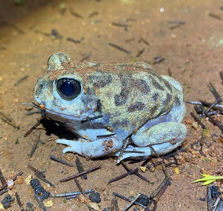 Spotlight & Listen Surveys for Frogs