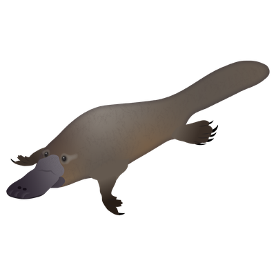 Platypus