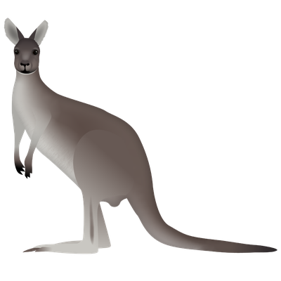 Western Grey Kangaroo