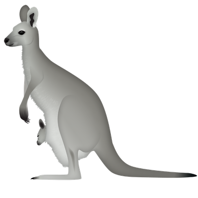 Eastern grey kangaroo