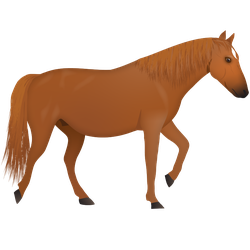Feral Horses