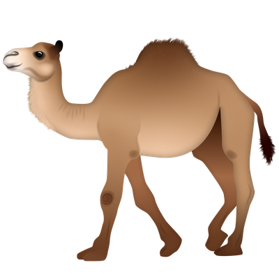 Camel