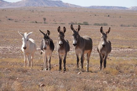 Feral donkeys