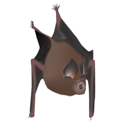 Bats