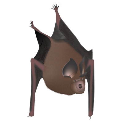 Bats