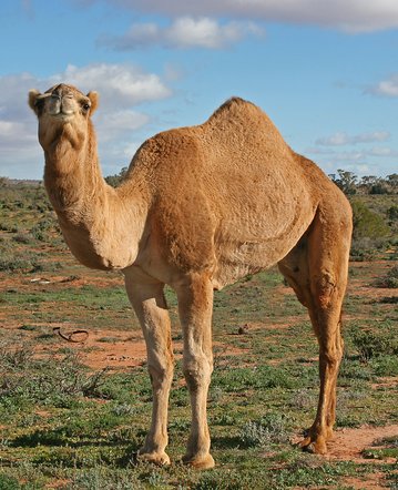 Feral camels
