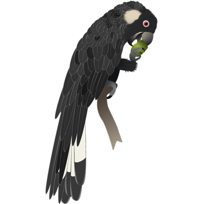 Carnaby’s black cockatoo